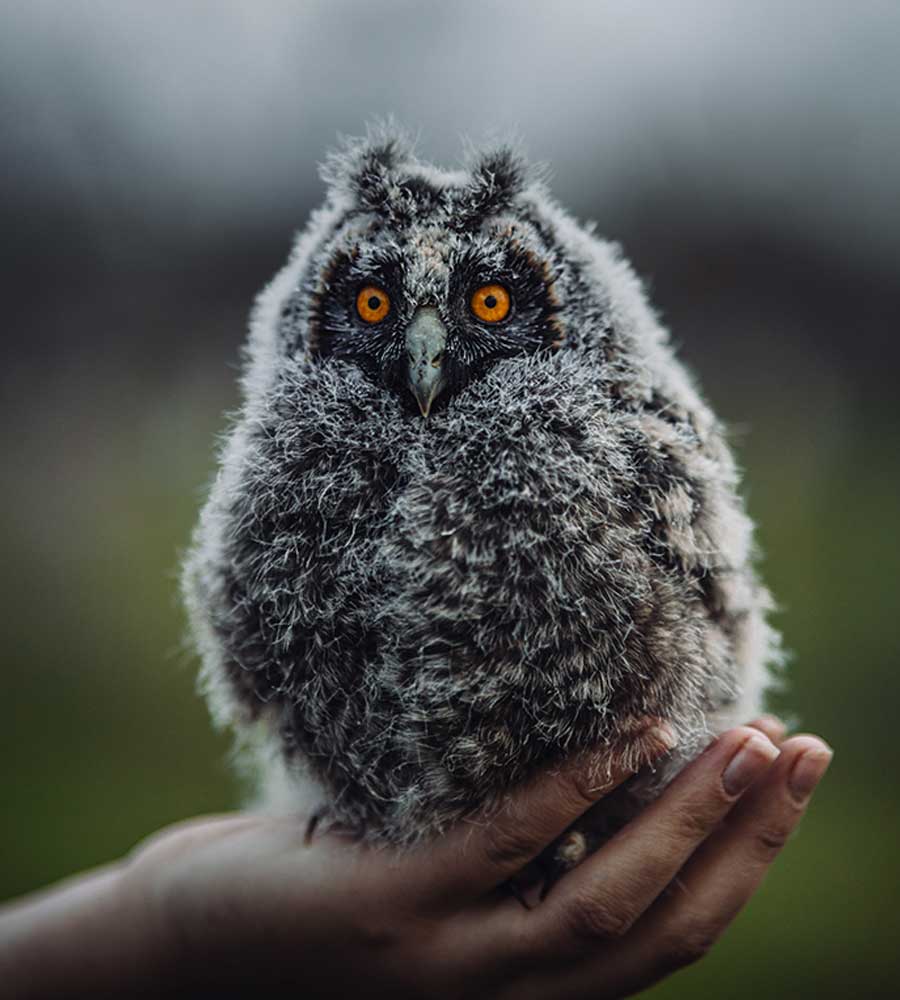 Nature